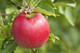 Dwarf Patio Idared Apple Tree in 5L Pot, Miniature Tree, Ready To Fruit,Mild Flavour, Late Season