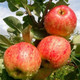 Dwarf Patio Fiesta Apple Tree in a 5L Pot, Miniature Tree, Self-Fertile ,Sweet,Sharp & Juicy