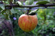 Dwarf Patio Fiesta Apple Tree in a 5L Pot, Miniature Tree, Self-Fertile ,Sweet,Sharp & Juicy
