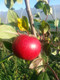 Dwarf Patio Katy Apple Tree in a 5L Pot, Miniature Tree, Ready to fruit, Sweet,Juicy Strawberry Taste