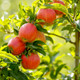 Dwarf Patio Lord Lambourne Apple Tree in 5L Pot, Miniature Tree, Ready to Fruit.Good For Juicing