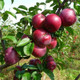 Dwarf Patio Spartan Apple Tree in a 5L Pot, Miniature Tree, Self-fertile,Refreshing & Sweet