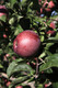 Dwarf Patio Spartan Apple Tree in a 5L Pot, Miniature Tree, Self-fertile,Refreshing & Sweet