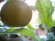 Dwarf Patio 'Egremont Russet' Apple Tree in 5L Pot, Miniature Tree, Self-Fertile, Ready to Fruit,Hardy & Vigorous
