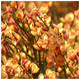 Cytisus 'Apricot Gem' Broom Plant In 9cm Pot, Stunning Fragrant Apricot Flowers