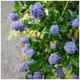 Ceanothus Repens/ Californian Lilac Repens In 2L Pot, Lovely Light Blue Flowers