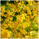 Forsythia intermedia 'Lynwood' In 2L Pot, Yellow Spring Flowers