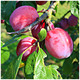 Dwarf Patio Victoria Plum Tree, 3-4ft tall In a 3L Pot, Miniature & Self-Fertile