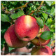 Dwarf Patio 'Braeburn' Apple Tree,Self-Fertile,Ready to Fruit,Crisp & Aromatic