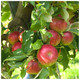 Dwarf Patio Howgate Wonder Apple Tree Ready to Fruit, Juicy & Sweet, Cook & Eat
