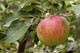 Dwarf Patio Fiesta Apple Tree, Self-Fertile ,Sweet,Sharp & Juicy