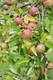 Dwarf Patio Laxton's Superb Apple Tree, Ready to Fruit, Crisp, Sweet, Crunchy & Juicy