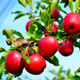 Dwarf Patio Katy Apple Tree, Ready to fruit. Sweet,Juicy Strawberry Taste
