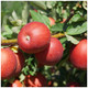 Dwarf Patio Red Devil Apple Tree,Self-Fertile, Sweet Strawberry Taste