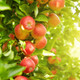 Dwarf Patio Jonagold Apple Tree, Ready to Fruit Juicy, Sweet Tasty Apples