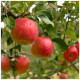 Dwarf Patio 'Beauty Of Bath' Apple Tree, Ready to Fruit Mild,Sharp & Sweet Tasting