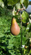 Dwarf Patio Concorde Pear Tree, Self-Fertile, Sweet & Juicy Pear