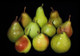 Dwarf Patio Williams' Bon Chrétien Pear Tree, Ready to Fruit, Old English Dessert Pear