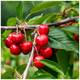 Dwarf Patio Merton Premier Cherry Tree, Large, Dark Red, Sweet & Juicy Cherries