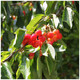 Dwarf Patio Bigarreau Napoleon Cherry Tree, Red-Flushed, Sweet & Juicy Cherries