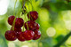 Dwarf Patio Stella Cherry Tree, Self-Fertile& Ready to Fruit.Dark Red,Very Tasty