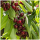 Dwarf Patio Stella Cherry Tree, Self-Fertile& Ready to Fruit.Dark Red,Very Tasty