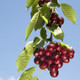 Dwarf Patio 'Sunburst' Cherry Tree, Self-Fertile With Big Dark Cherries