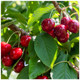 Dwarf Patio Lapins Cherry Tree, Self-Fertile & Ready to Fruit, Heavy Cropper