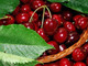 Dwarf Patio Hedelfinger Cherry Tree, Ready to Fruit, Juicy & Sweet Dark Cherries