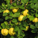 Dwarf Patio Quince Tree 'Champion',  Ready to Fruit.Make Tasty Pies & Jelly