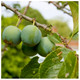 Dwarf Patio Cambridge Gage Plum Tree, Self-Fertile, Green Gage