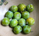 Dwarf Patio Cambridge Gage Plum Tree, Self-Fertile, Green Gage