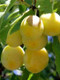 Dwarf Patio Golden Gage 'Oullins' Plum Tree, Self-Fertile, Sweet Honey Flavour