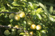 Dwarf Patio Golden Gage 'Oullins' Plum Tree, Self-Fertile, Sweet Honey Flavour