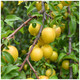 Dwarf Patio Golden Gage 'Oullins' Plum Tree, Self-Fertile, Sweet Honey Flavour