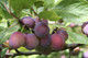 Dwarf Patio Opal Plum Tree, Self-Fertile, Tasty & Sweet, Ready to Fruit
