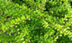30 Lonicera Nitida  Hedging Box Honeysuckle Tree Plants, 40-60cm Tall
