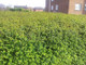 30 Lonicera Nitida  Hedging Box Honeysuckle Tree Plants, 40-60cm Tall