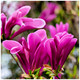 Magnolia 'Susan' in 10.5cm pot, Purple Tulip-Like Flowers in the 1st Year