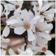 Magnolia 'Kobus' in 9cm Pot, Fragrant White Flowers In Your Garden!