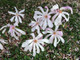 Magnolia Loebneri 'Leonard Messel' in 12cm Pot, Star-like Pink Tepals