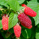 Tayberry Plant / Rubus fruticosus x idaeus in Large 2L Pot, Sweet & Large Fruit