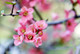 Chaenomeles × superba 'Pink Lady' / Japanese Quince,  In 9cm Pot