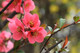 Chaenomeles × superba 'Pink Lady' / Japanese Quince,  In 9cm Pot