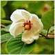 Magnolia Sieboldii In 12cm Pot, Stunning White Fragrant Flowers