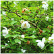 Magnolia Sieboldii In 12cm Pot, Stunning White Fragrant Flowers