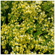 Cytisus 'Luna' Broom Plant In 9cm Pot, Stunning Fragrant White/Yellow Flowers