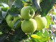 Dwarf Patio Howgate Wonder Apple Tree In 5L Pot, Juicy & Sweet, Cook & Eat