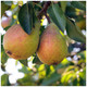 Dwarf Patio Clapp's Favourite Pear Tree in 5L Pot, Juicy Dessert Pear With Sweet Flavour