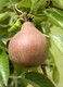 Dwarf Patio Clapp's Favourite Pear Tree in 5L Pot, Juicy Dessert Pear With Sweet Flavour